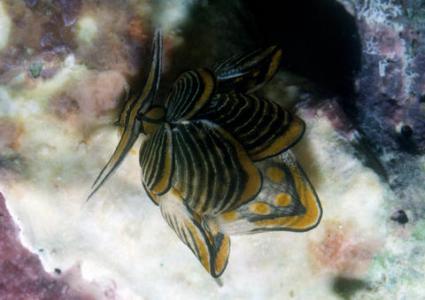 cyerce-nigra-tg-png.jpg