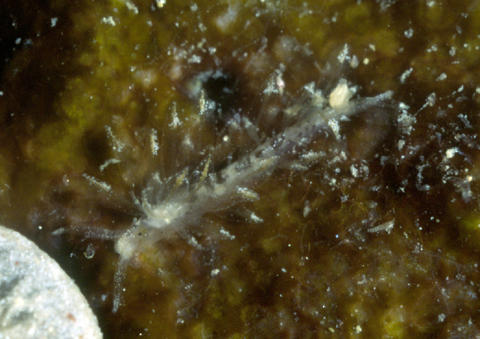 hermaea-sp1-tg-png.jpg