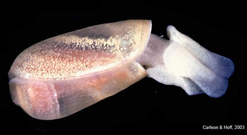 ascobulla_japonica_clay_hoff_2003_as046b_2.jpg
