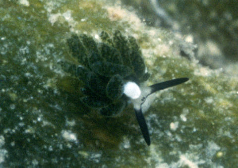 costasiella3-tg-png.jpg