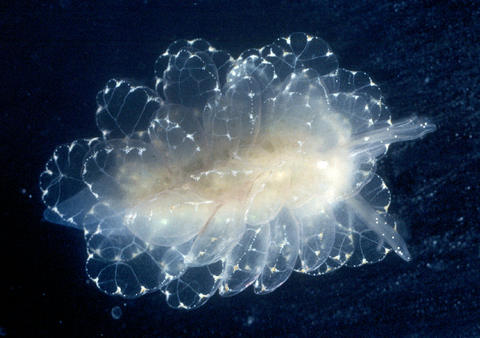 cyerce-elegans-tg-aldabra.jpg