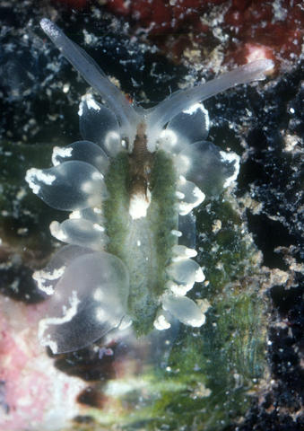 cyerce-sp1-tgpng.jpg