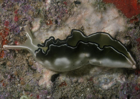 elysia-sp1-australia.jpg