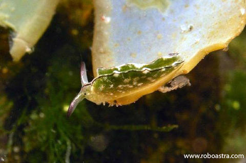 elysia_coodgeensis_5mm_2005.jpg