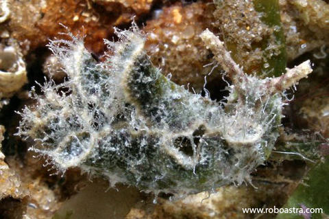 elysia_tomentosa_30mm_2007.jpg