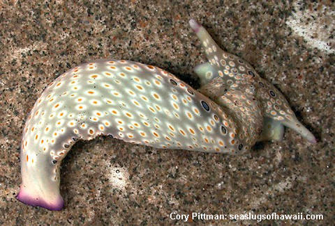 plakobranchus-ocellatus-a7b.jpg