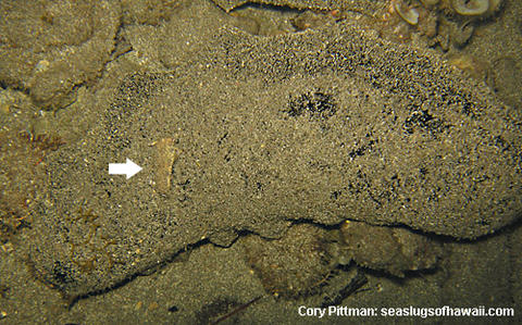plakobranchus-ocellatus-a7h.jpg