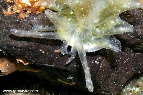 polybranchia_orientalis2_25mm_2005.jpg