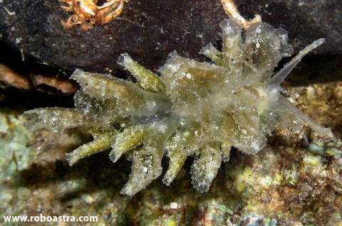 polybranchia_orientalis_25mm_2005.jpg