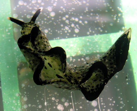 cf._marginata_sp.1_image_3_-_dark_pigmentation.jpg