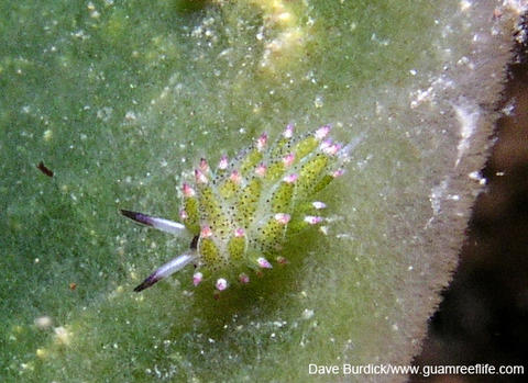 costasiella_kurochimae_db_copy.jpg