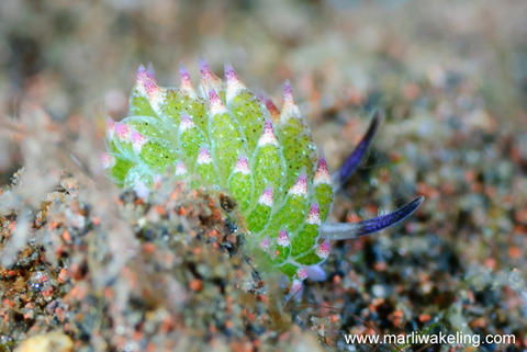 costasiella_kuroshimae_copy.jpg