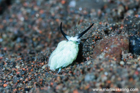 costasiella_usagi_copy.jpg