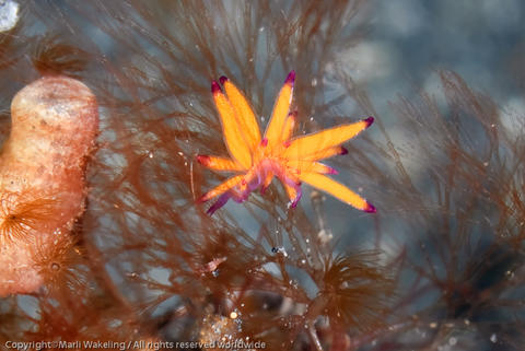 hermaea_sp._juvenile.jpg