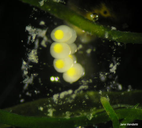 limapontia_senestra2010_58_copy.jpg