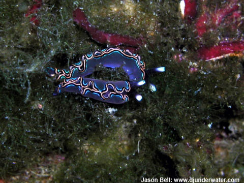 t_livida_izu_japan_copy.jpg