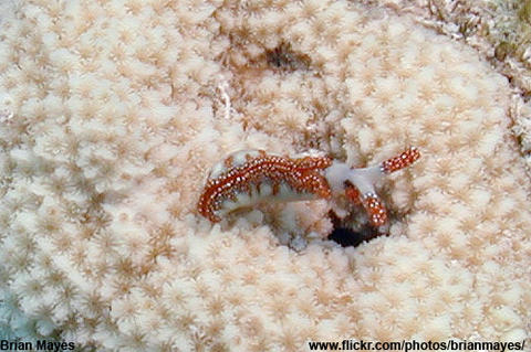 thuridilla_moebii_ningaloo_reef_australia_1_29_2005_copy.jpg