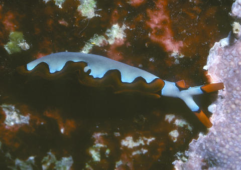 undula_tg-png.jpg